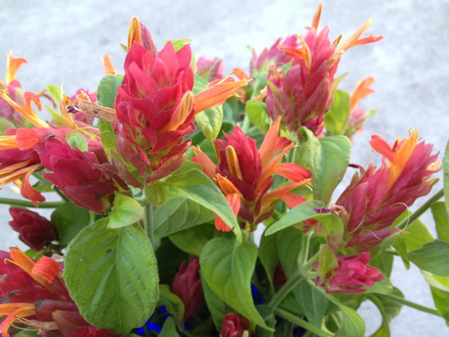 Shrimp Tree Live Plant in 10 Inch Growers Pot V2509