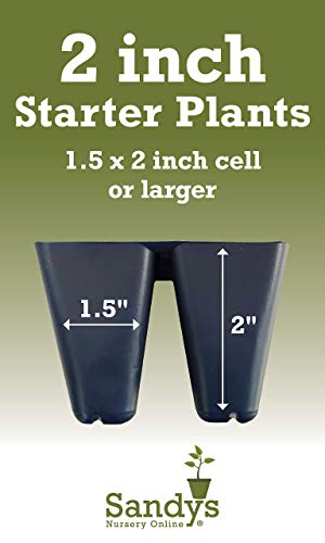 Dwarf Firepower Starter Plant, Lot of 2 I7022
