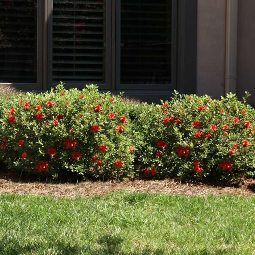 Autumn Fire Encore Azalea Shrub, 3 Gal. A20601