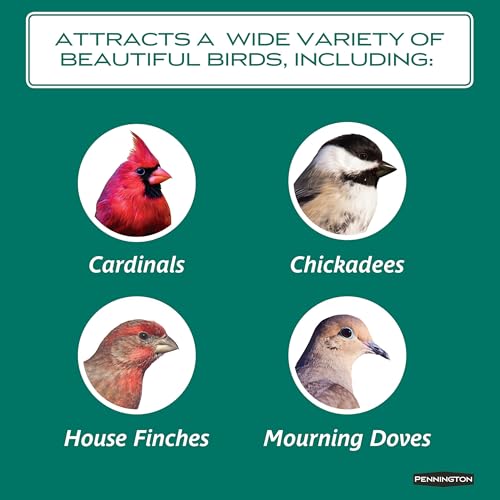 Wild Bird Seed for Outside Feeders, High-Protein, No-Hull, No-Waste, 15-lb Bag Q46704