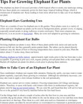 3 Black Magic Elephant Ears - 4 Inch Containers (3 Pots of Plants)