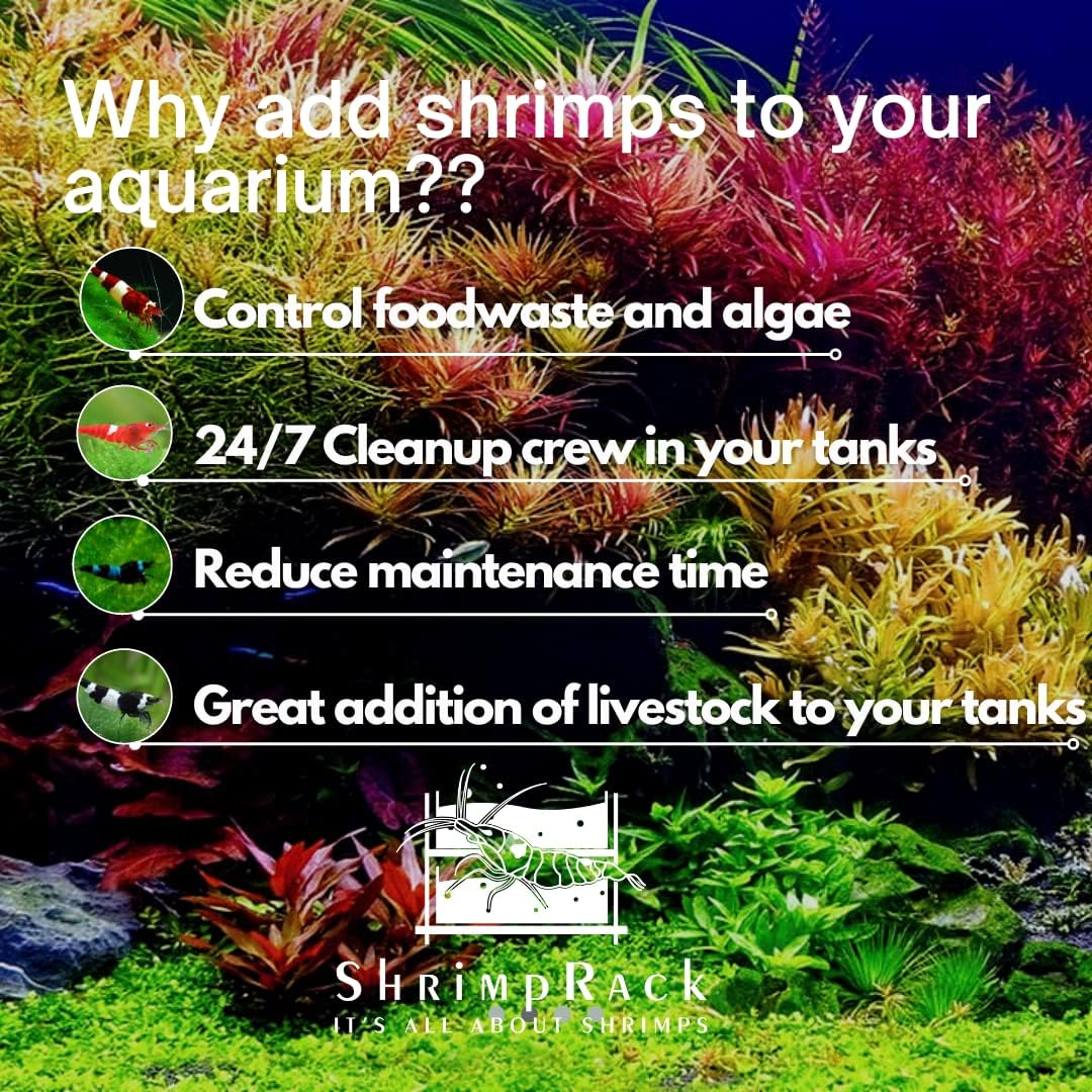 20 Mixed Color Neocaridina Shrimp Live Freshwater Aquarium Shrimps C524