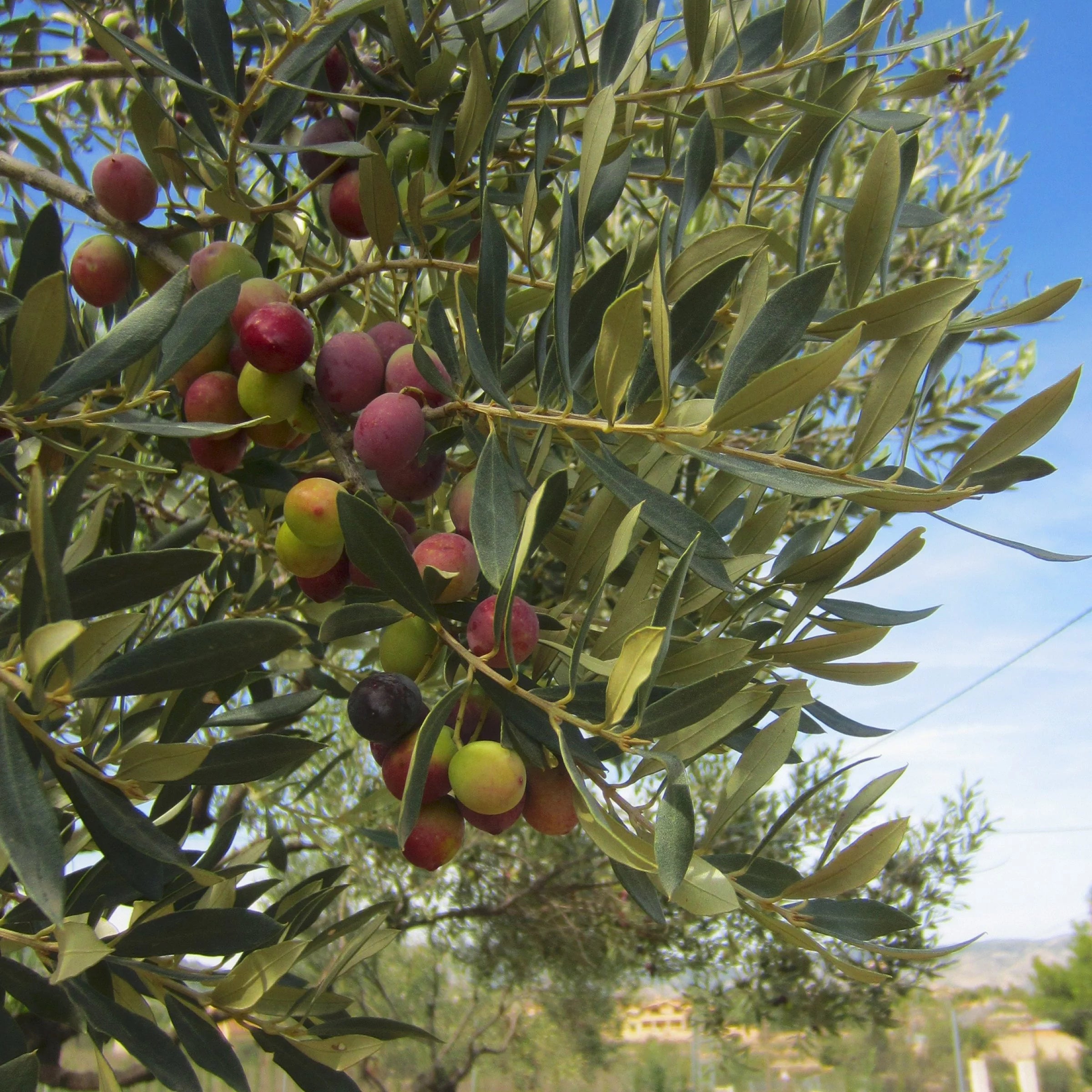 Live Olive Tree in Grower Container I951