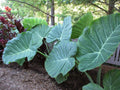Live Bulbs Colocasia gigantea Thailand Giant Thai Giant Elephant Ear Huge Leaf (3 Bulbs)