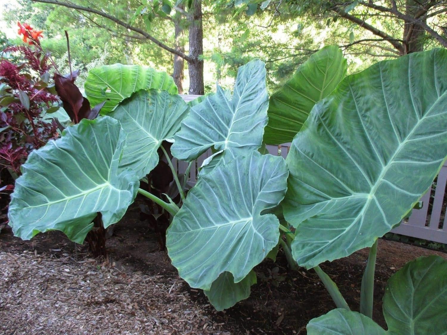 Live Bulbs Colocasia gigantea Thailand Giant Thai Giant Elephant Ear Huge Leaf (3 Bulbs)