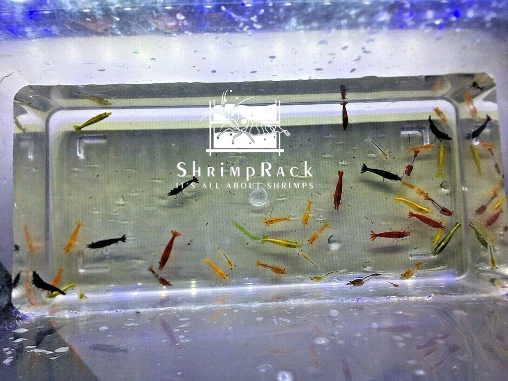20 Mixed Color Neocaridina Shrimp Live Freshwater Aquarium Shrimps C524
