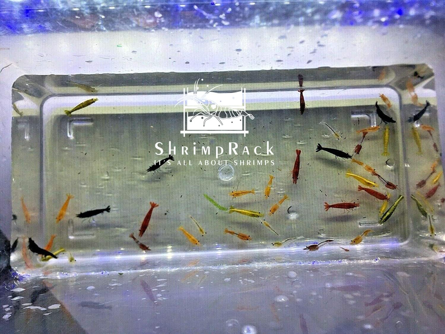 20 Mixed Color Neocaridina Shrimp Live Freshwater Aquarium Shrimps C524