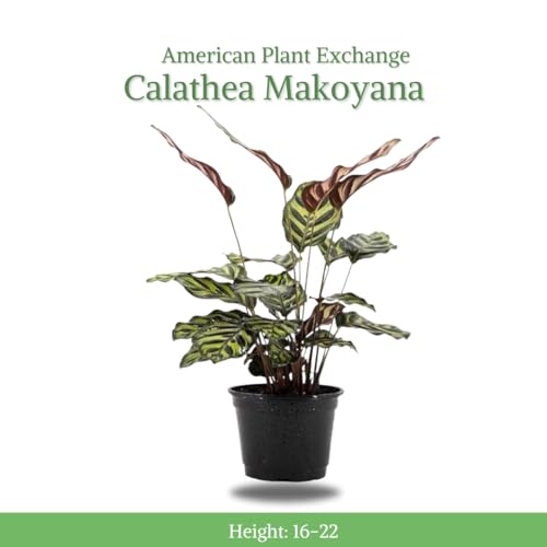 Calathea Makoyana in White Pot Cover, 6-Inch Indoor Plant J999652