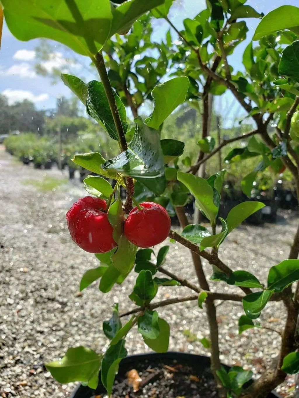 Barbados Cherry Tree Live Plant in 4 Inch Grower's Pot X70552