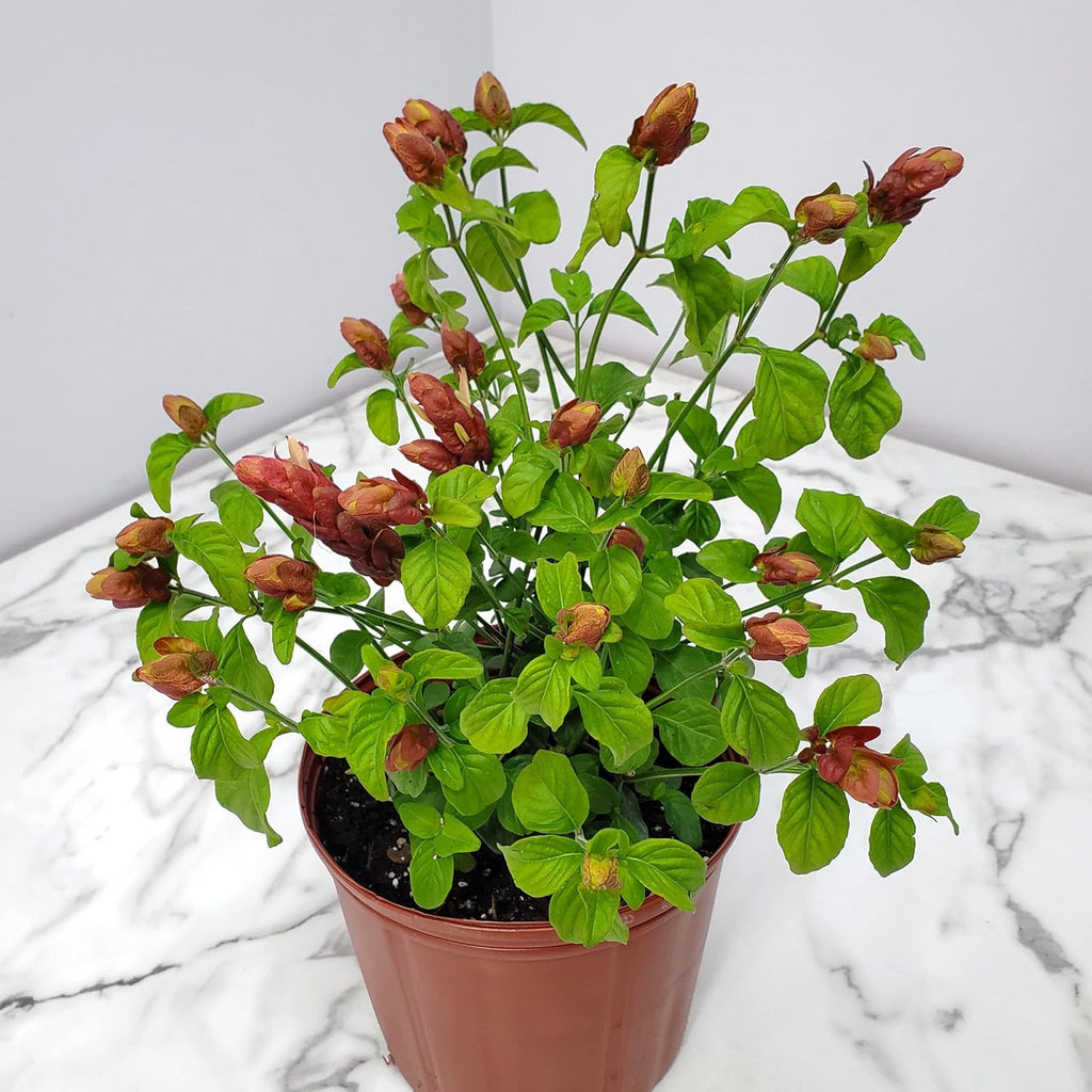 Red Shrimp Plant in Bush Form, 18-22 in Height, Full Sunlight X9523