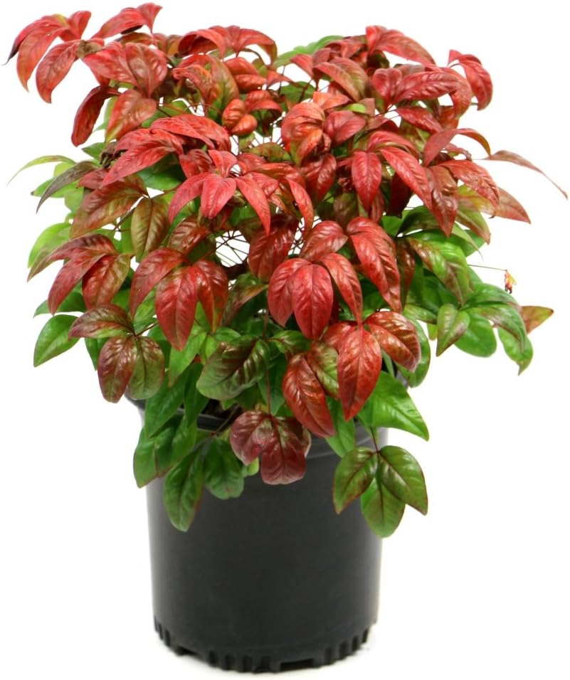 Nandina Firepower Evergreen Plant, 3 Quart Pot F84730