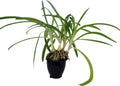 Blue African Lily of The Nile Plant - Agapanthus - 4" Pot