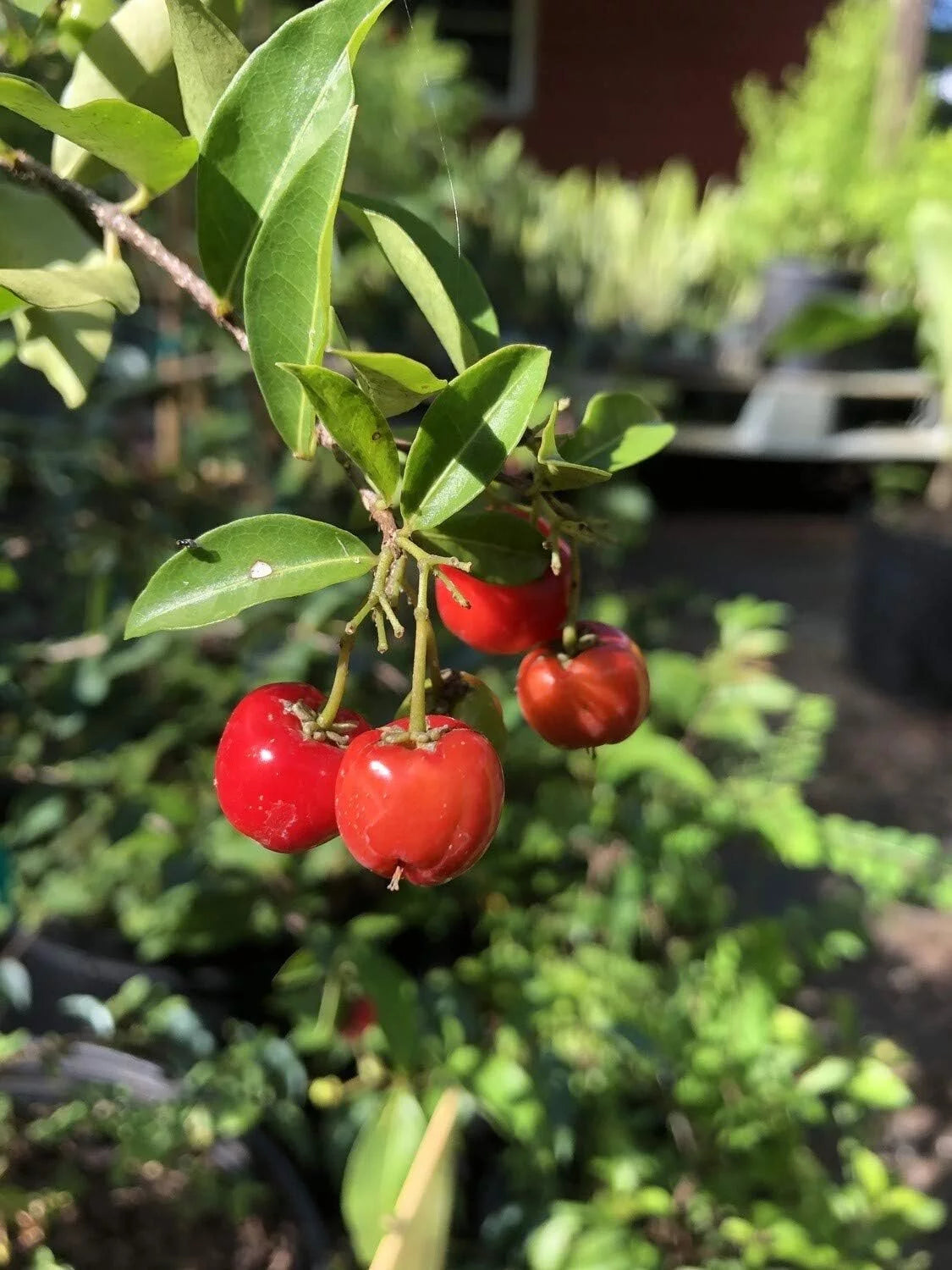 Barbados Cherry Tree Live Plant in 4 Inch Grower's Pot X70552