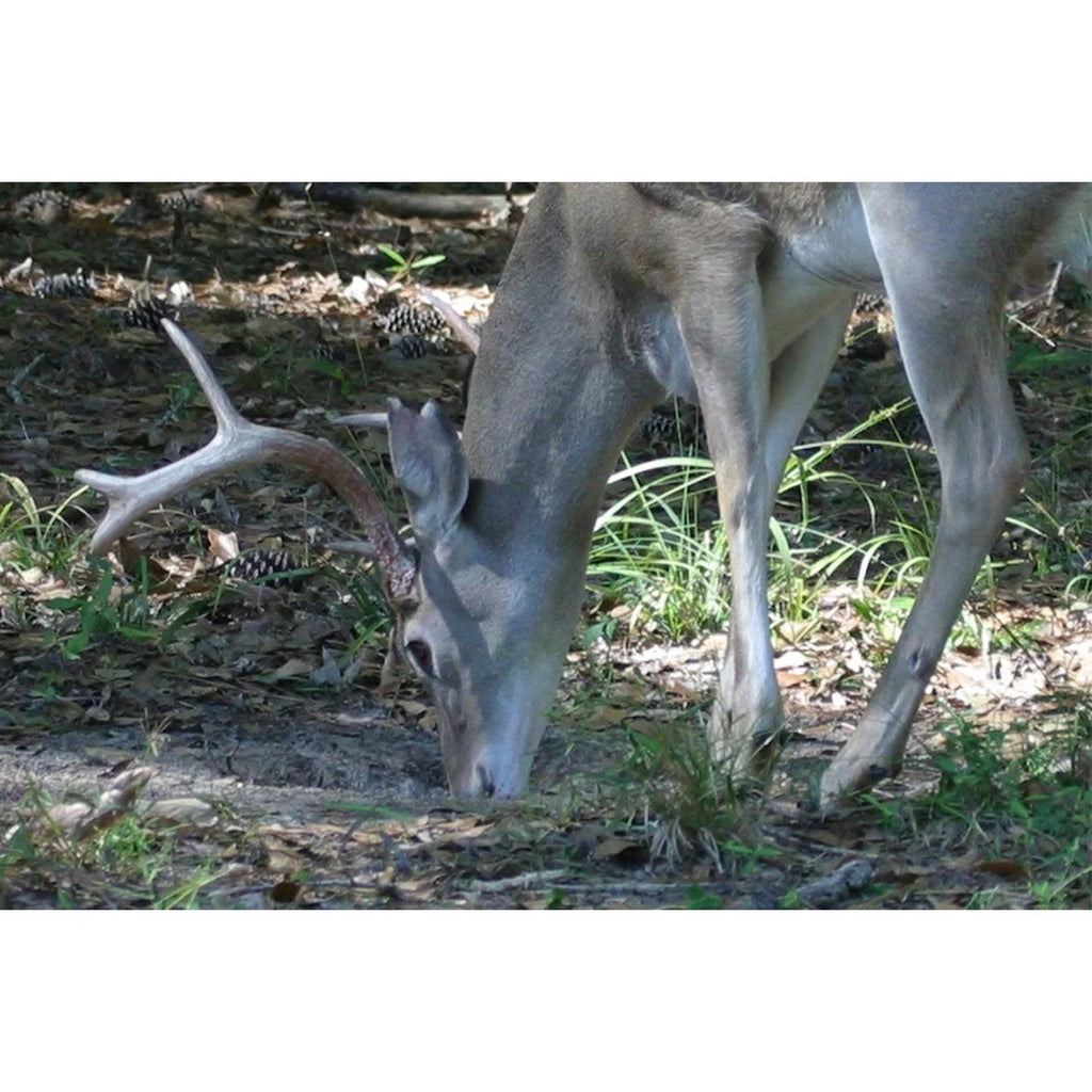Deer Mineral & Vitamin Supplement for Food Plots, 20 lbs K881338