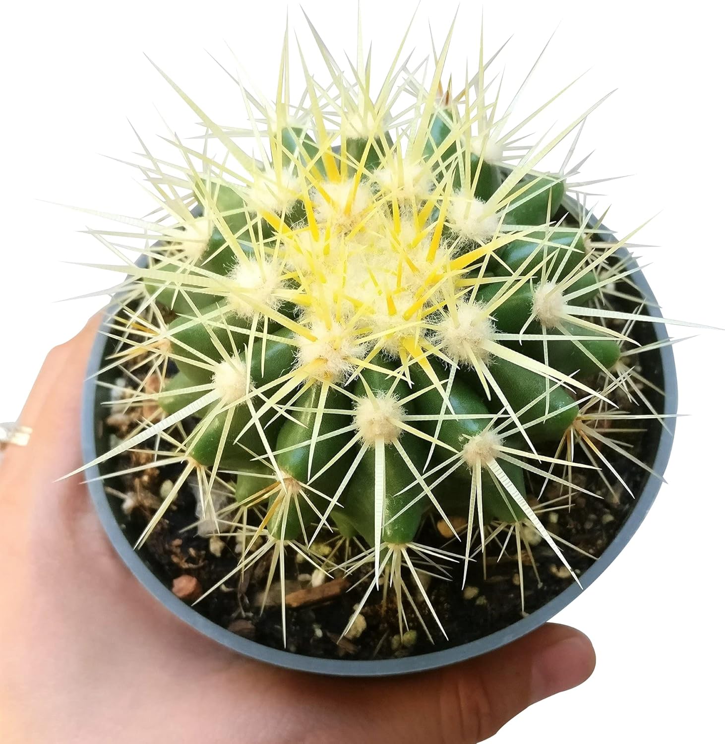Cactus Succulent Plant (2 inch) Live Fully Rooted for Home Office Decoration V5706