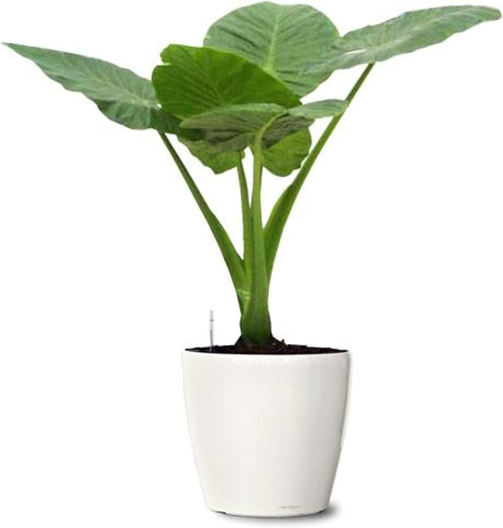 5 Elephant Ear Colocasia Tropical Plant Bulbs P79264
