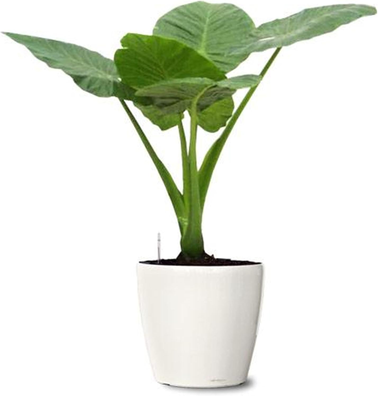 5 Elephant Ear Colocasia Tropical Plant Bulbs P79264