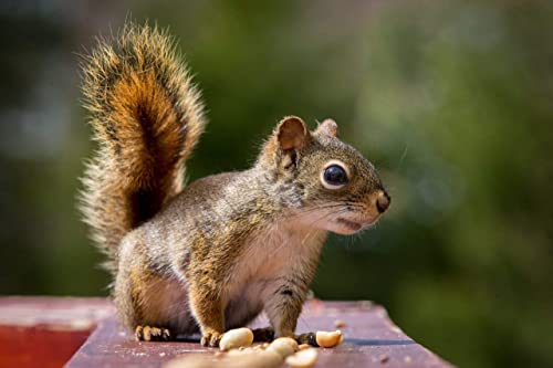 Extra Large Virginia Peanuts for Animals, 25 LBS E776730