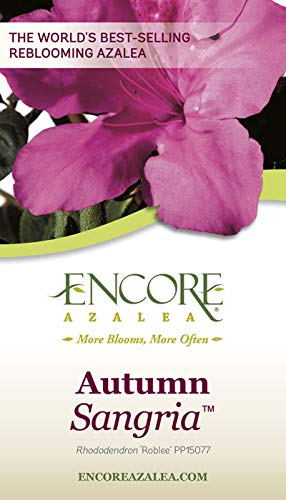 Autumn Sangria Azalea Pink Flowering Shrub Outdoor Plant O409