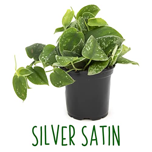 Live Pothos Plants (4PK) Indoor Houseplants, Devils Ivy Trailing Plants V25392
