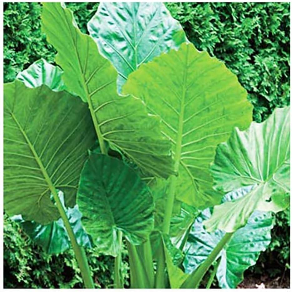 Alocasia Upright Form Elephant Ear Bulb N7450