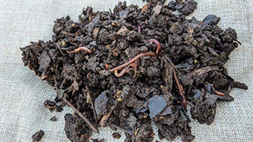 Red Wiggler Compost Worms - 1/2 lb Live Worms for Composting and Gardens T485