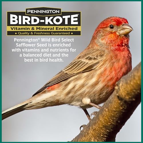 Wild Bird Seed for Outside Feeders, High-Protein, No-Hull, No-Waste, 15-lb Bag Q46704