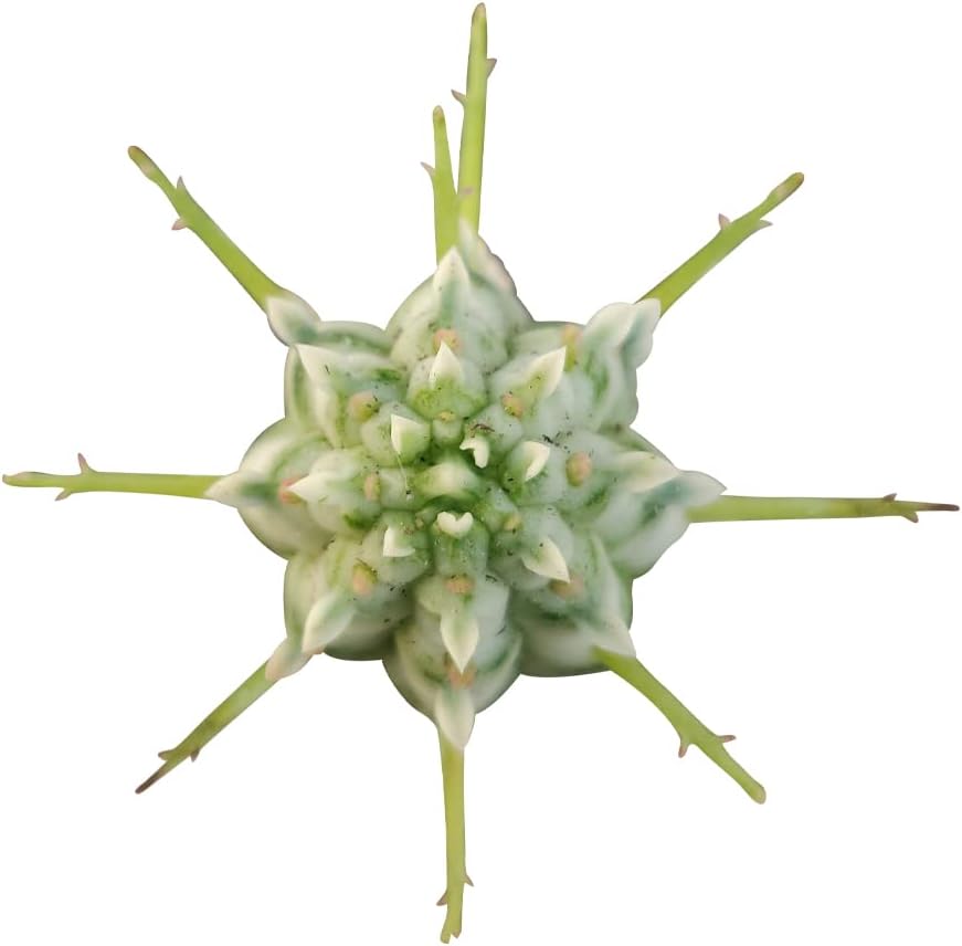 Unique Collection of Live Cactus Plants with Clay Pot K23009