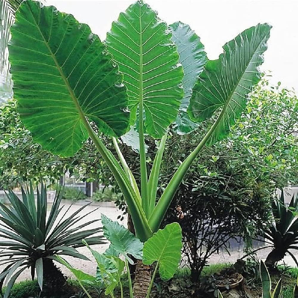 UtopiaSeeds Upright Elephant Ear Bulb - 1 Large Bulb - Alocasio Odora - Giant Elephant Ears