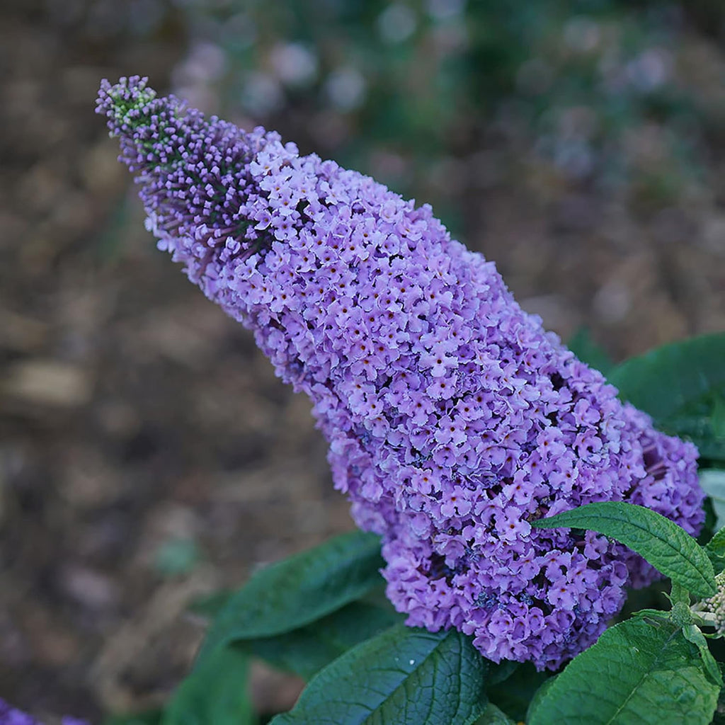 Purple Buddleia, 2 Gallon U46537