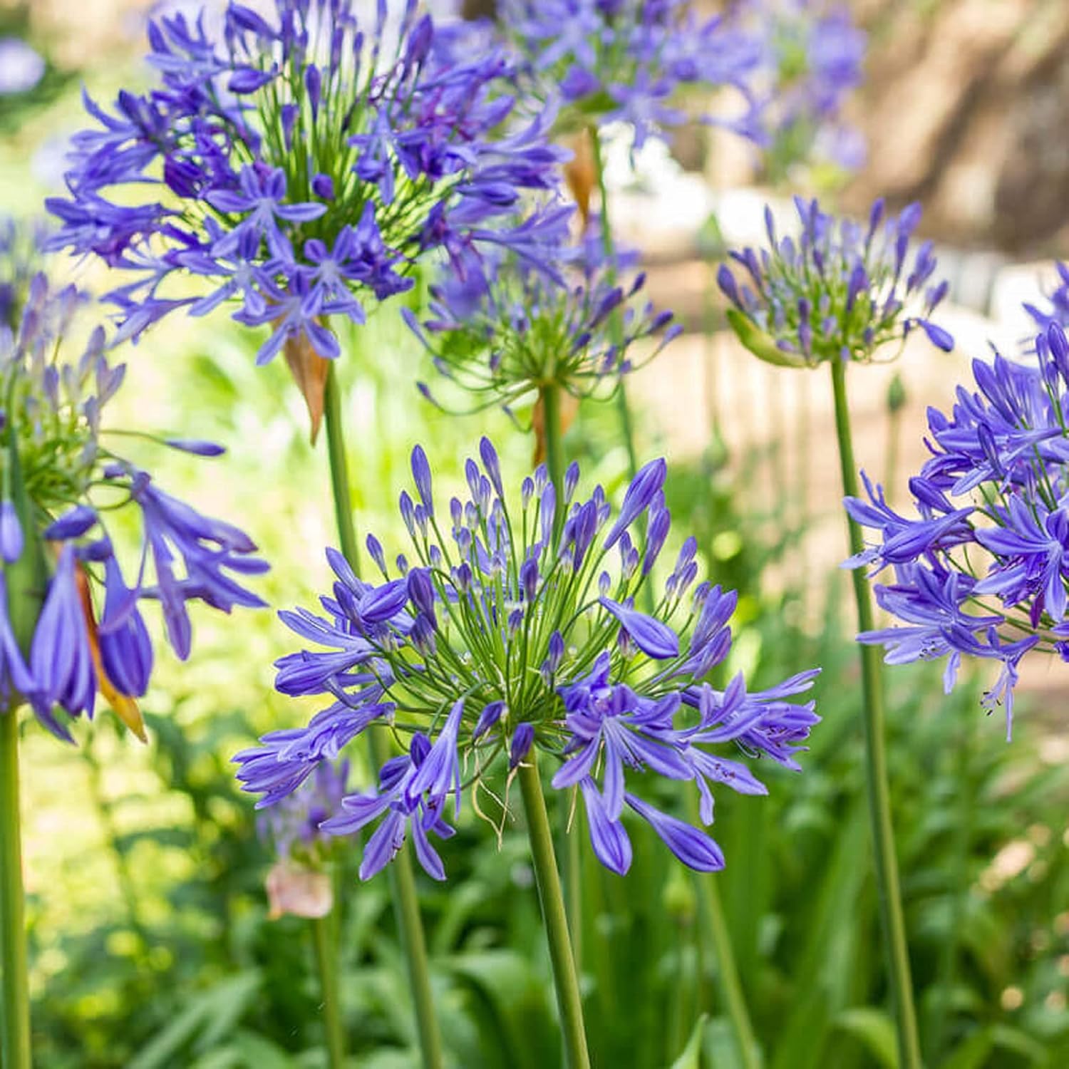 African Lily 20 Seeds Blue Flower X955798