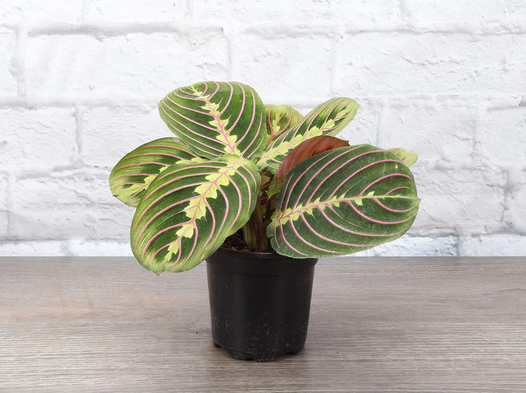 Red Maranta Live Indoor Plant in 4" Nursery Pot T2184