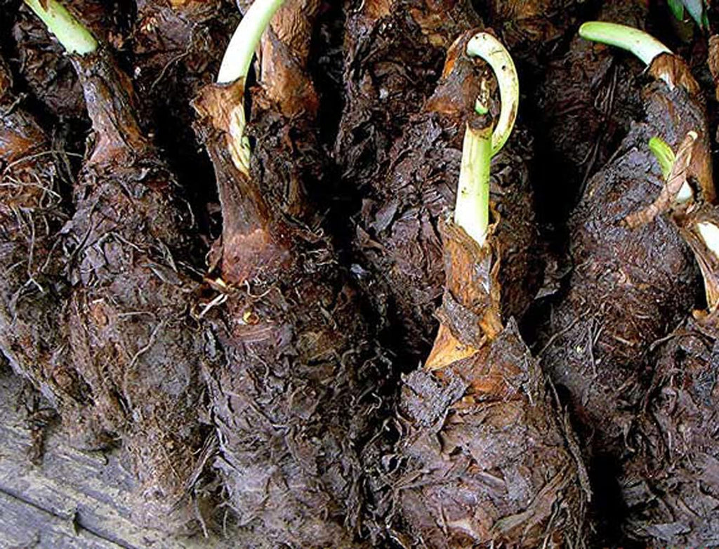 Upright Elephant Ear Bulb - 1 Large Bulb - Giant Elephant Ears N241670