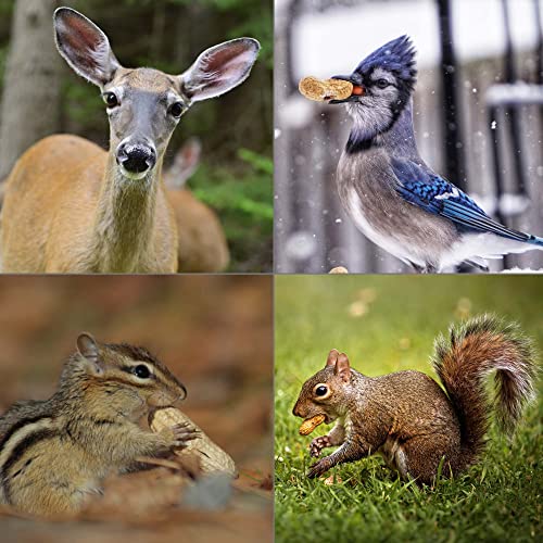 Virginia in Shell Animal Peanuts for Wildlife, 25 lb R19136