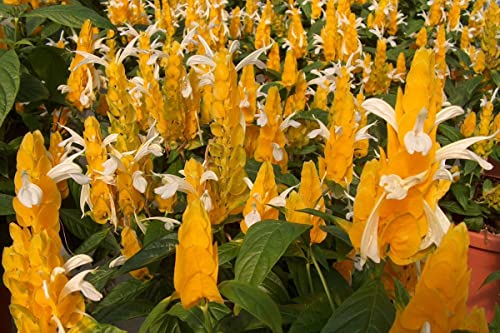 Yellow Shrimp Plants for Garden, 3 to 5 Inch Tall, Fragrant Flower Z2019
