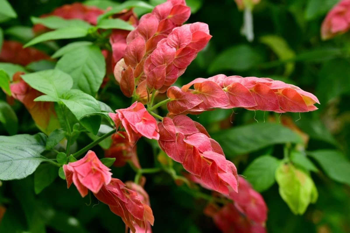 Shrimp Plant Live, 5 Inches Tall Seedling, Ready to Plant Z17515