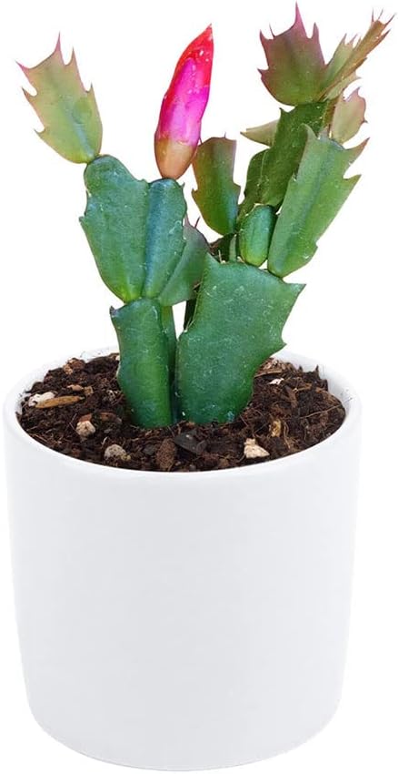 Christmas Cactus in 4-Inch Plastic Pot, Live Indoor Plant E57366