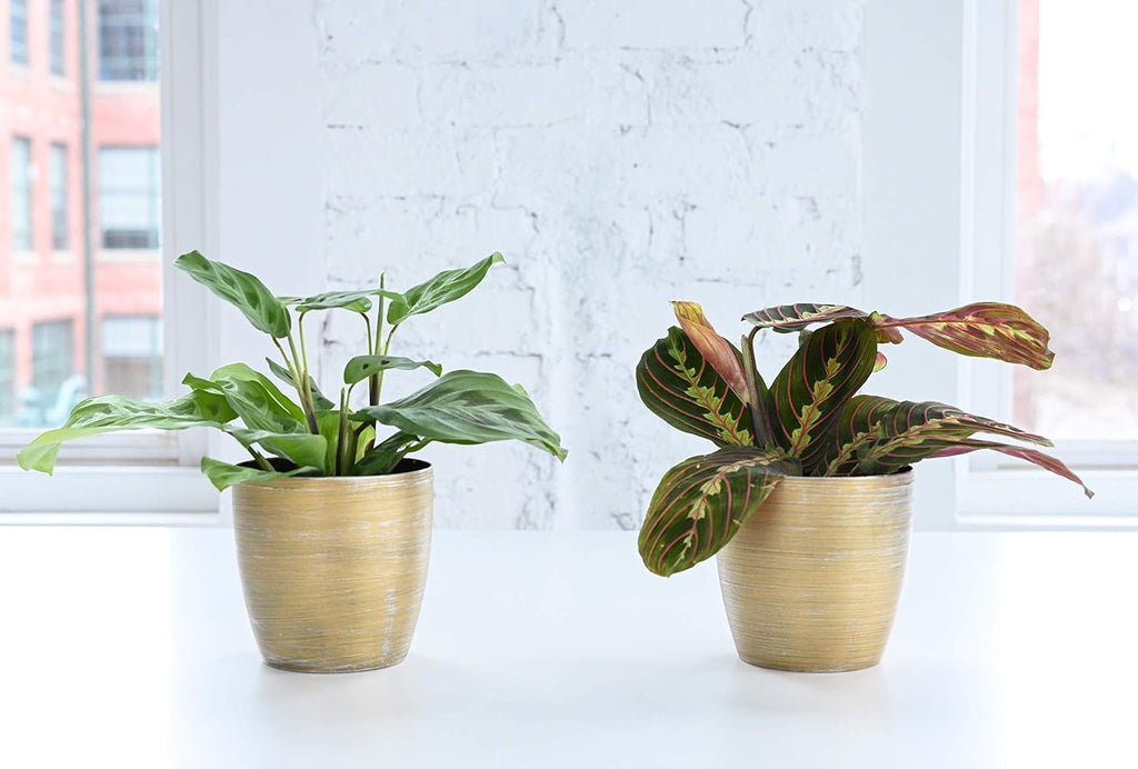 Red Maranta Live Indoor Plant in 4" Nursery Pot T2184