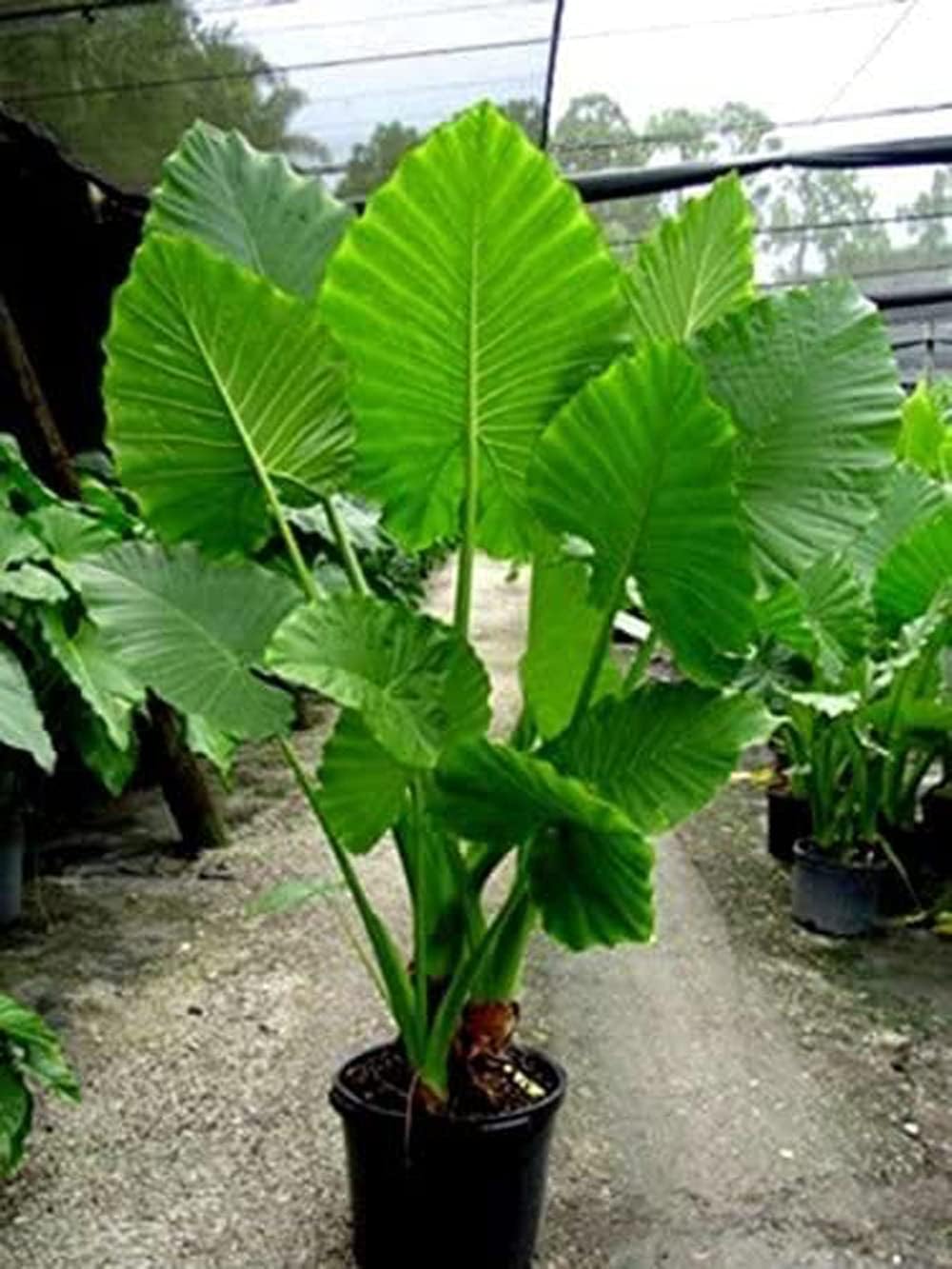 Upright Elephant Ear Bulb - 1 Large Bulb - Giant Elephant Ears N241670