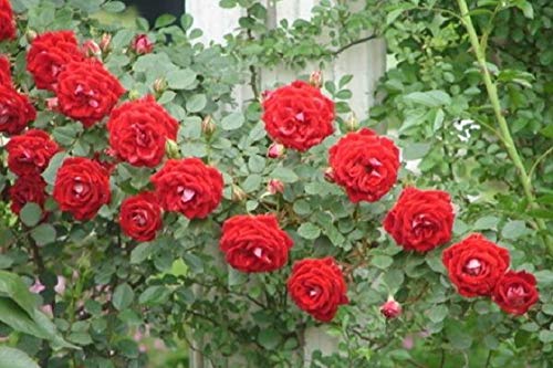 Climbing Rose Vine Flower Seeds (Purple) U9564