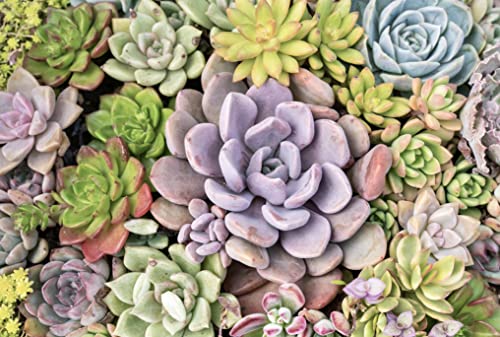 Live Succulent Plants (20 Pack) Assorted Potted Houseplants N1825