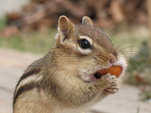 Extra Large Virginia Peanuts for Animals, 25 LBS E776730