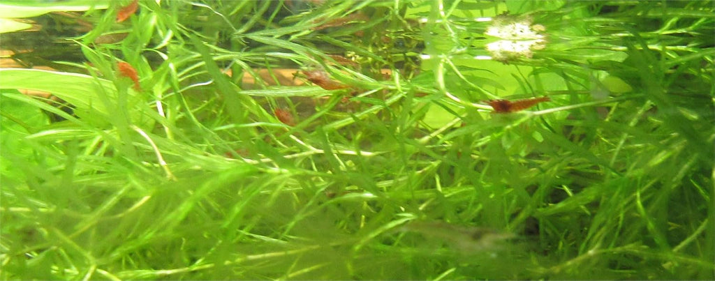 Red Cherry Shrimp Freshwater Aquarium Live Arrival W991