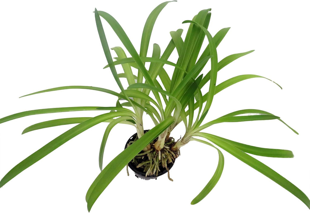 African Lily of the Nile Plant - 4" Pot Y522834