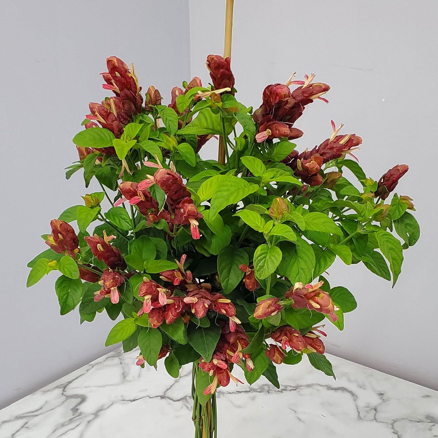 Braided Shrimp Tree Red Flowers 36-42 in Tropical Plant B44310