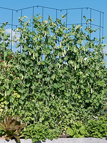 Expandable Pea Trellis for Climbing Plants, Powder-Coated Steel, 9'3" L x 64" H O16059