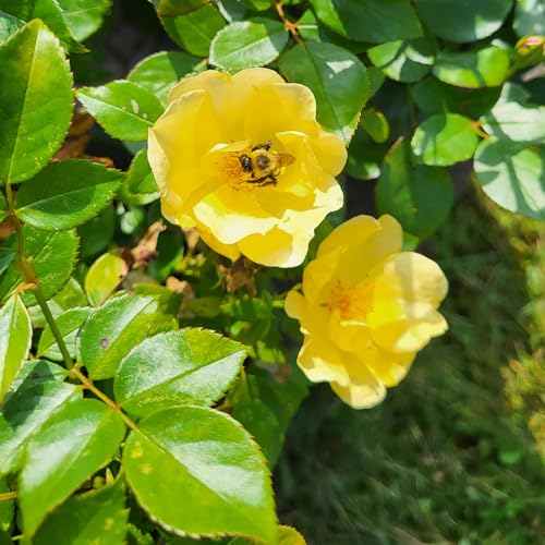 1 Gallon Rose Plant with Bright Yellow Flowers L495192