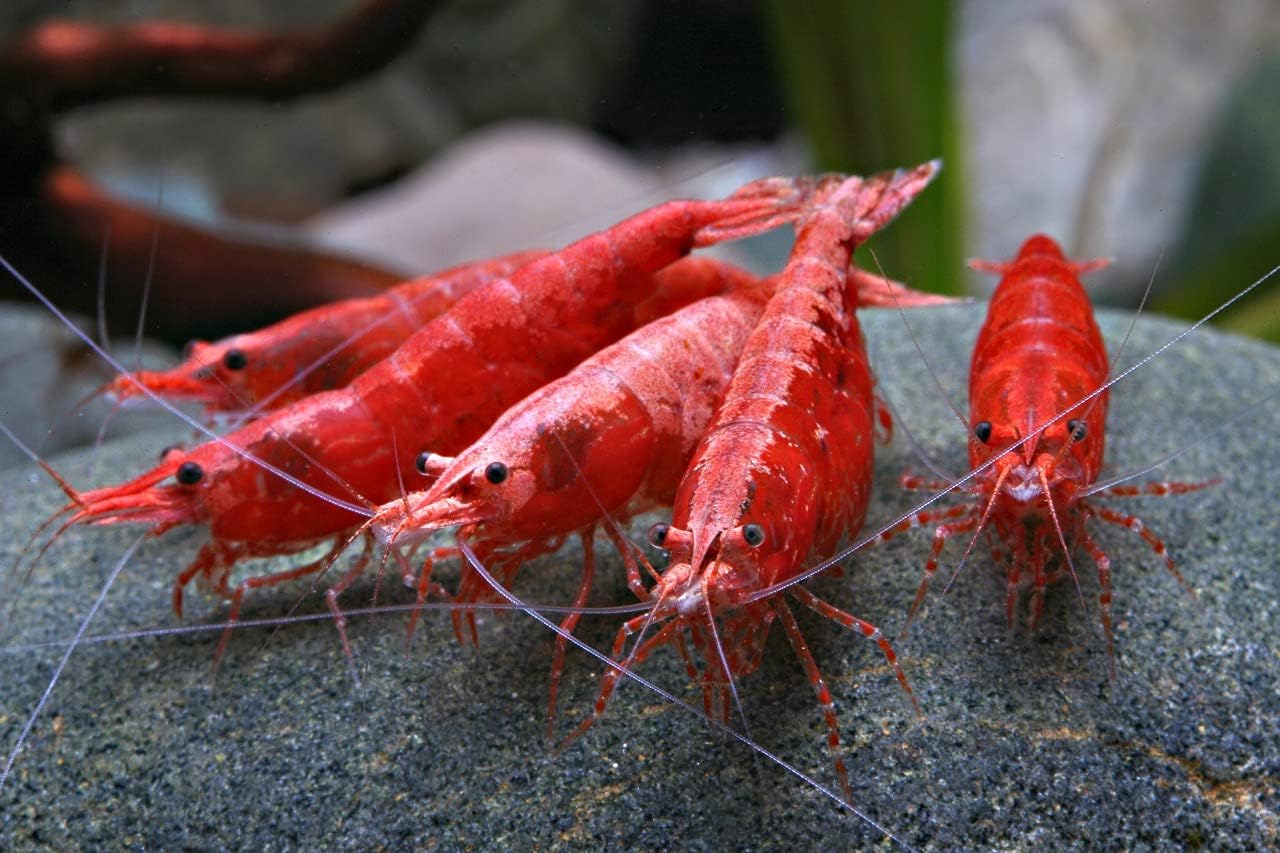 Red Cherry Shrimp Freshwater Aquarium 1/4 to 1/2 Inch U24932