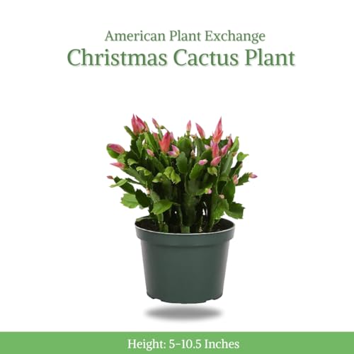 Christmas Cactus Live Indoor Houseplant 6-Inch Pot Y4688