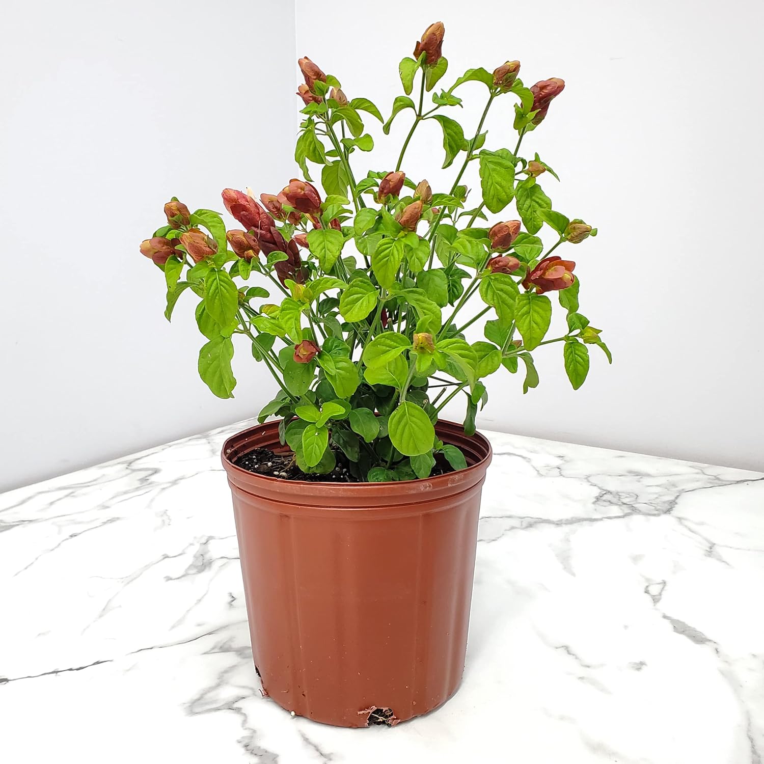 Red Shrimp Plant in Bush Form, 18-22 in Height, Full Sunlight X9523